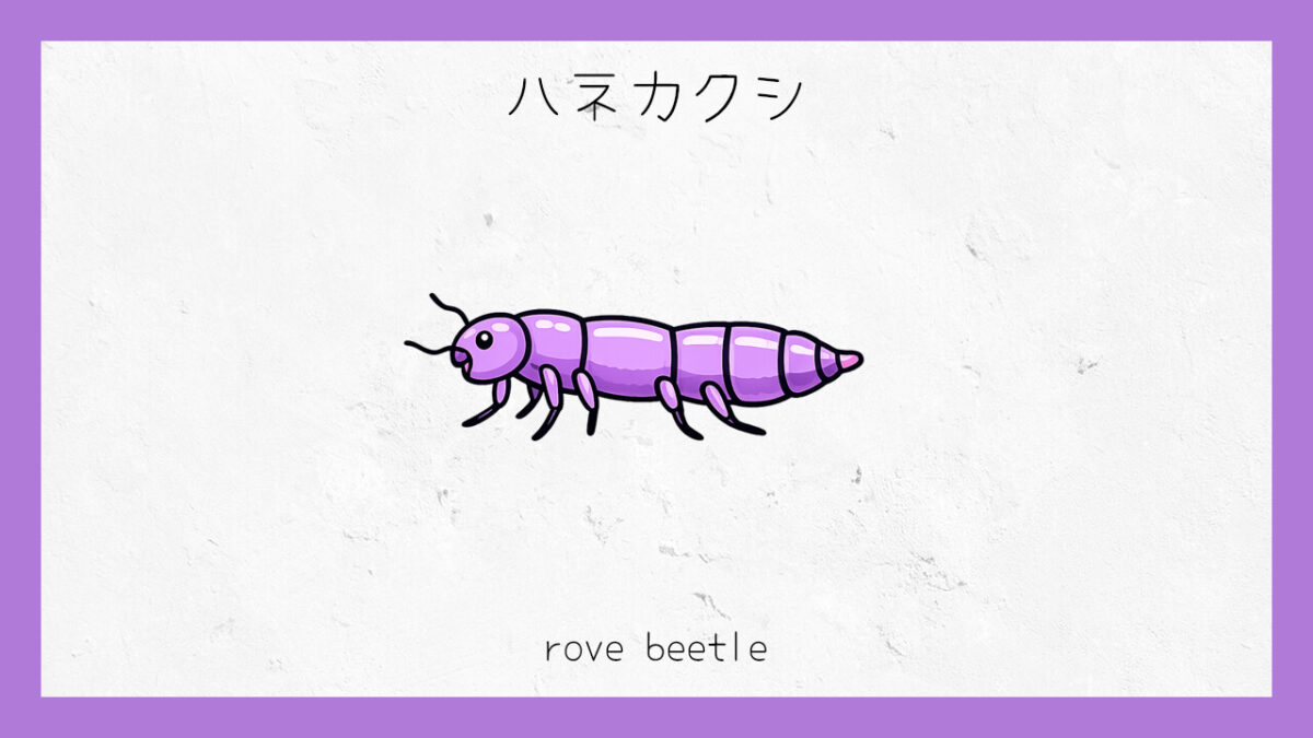 十六環占い:「ハネカクシ」タイプの基本的な性格