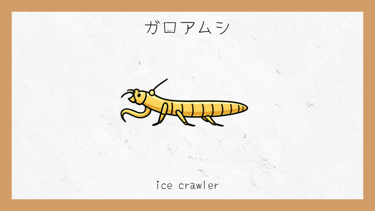 十六環占い：｢ガロアムシ｣タイプの基本的な性格